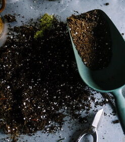 Potting Media & Substrate