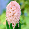 Hyacinth Apricot Passion