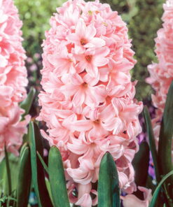 Hyacinth China Pink
