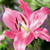 Labrador Lilium