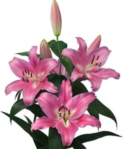 Labrador Lilium
