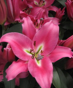 Labrador Lilium
