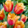 Tulip Lambada