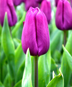 Tulip Purple Prince