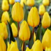 Tulip Strong Gold