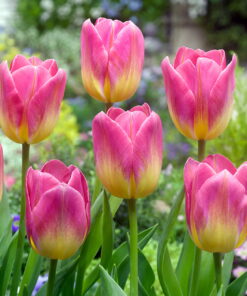 Tulip Tom Pouce