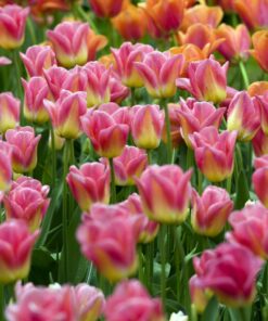 Tulip Tom Pouce