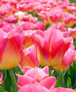 Tulip Tom Pouce