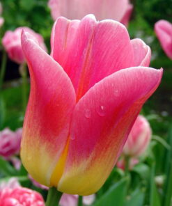 Tulip Tom Pouce
