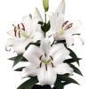 Zambesi Lilium