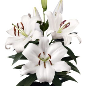 Zambesi Lilium