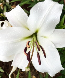 Zambesi Lilium