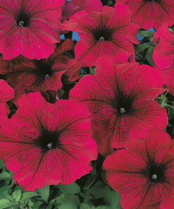 Petunia Falcon