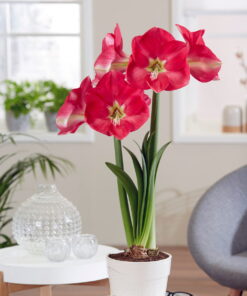 Candy Cream Amaryllis