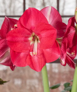 Candy Cream Amaryllis
