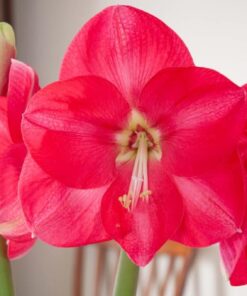 Candy Cream Amaryllis