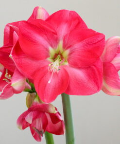 Candy Cream Amaryllis