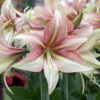 Dance Valley Amaryllis