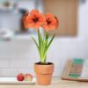 Bouquet Amaryllis