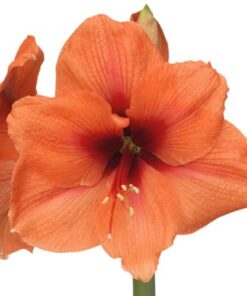 Bouquet Amaryllis