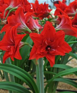 Double Delicious Amaryllis