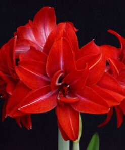 Double Delicious Amaryllis