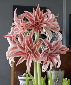 Doublet Amaryllis