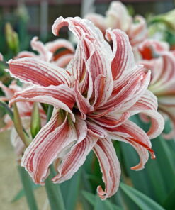 Doublet Amaryllis