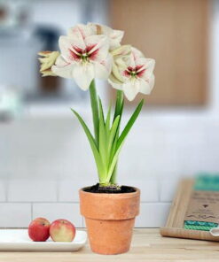 Elsa Amaryllis