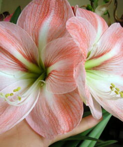 Faro Amaryllis