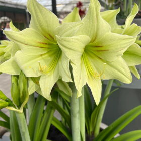 'Green Valley' Amaryllis Bulb (Galaxy Group, Pale Green, 1 bulb)