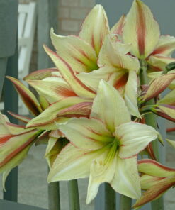 Green Valley Amaryllis