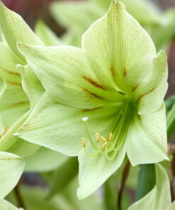 Green Valley Amaryllis