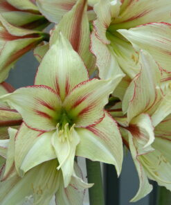 Green Valley Amaryllis