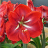 Happy Grandise Amaryllis