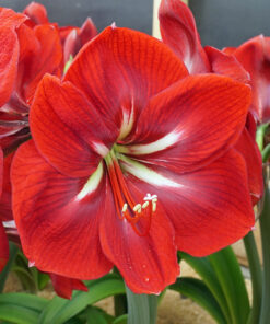 Happy Grandise Amaryllis