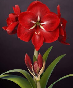 Happy Grandise Amaryllis