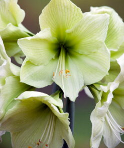 Lemon Star Amaryllis