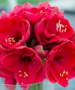 Lilac Favourite Amaryllis
