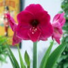Lilac Favourite Amaryllis