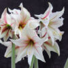 Magic Green Amaryllis