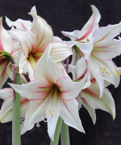 Magic Green Amaryllis