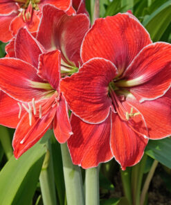 Magical Touch Amaryllis