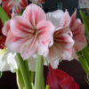 Provence Amaryllis