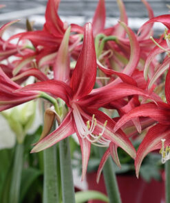 Quito Amaryllis