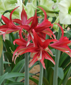 Quito Amaryllis