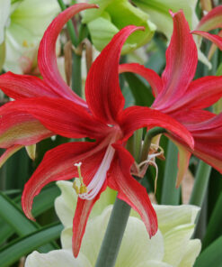 Quito Amaryllis