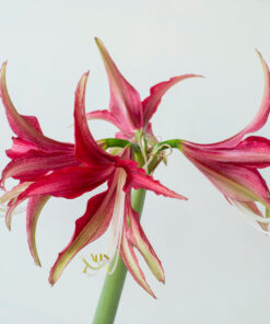 Quito Amaryllis