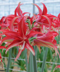Quito Amaryllis