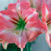 Reve Amaryllis